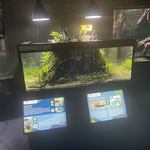 spotted scat & boddart’s goggle-eyed goby tank - dunia air tawar