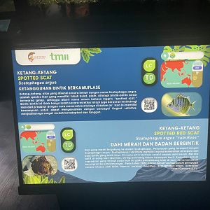 spotted scat signage - dunia air tawar