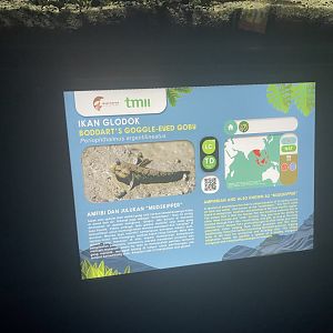 boddart’s goggle-eyed goby signage - dunia air tawar