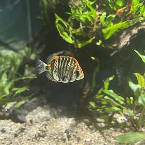 spotted scat (scatophagus argus) - dunia air tawar