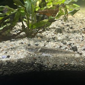 boddart’s goggle-eyed goby (boleophthalmus boddarti) - dunia air tawar