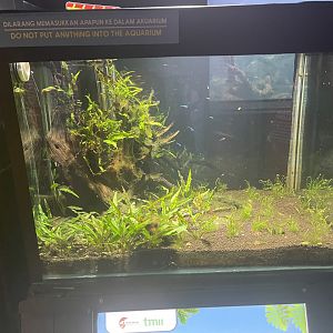 rasbora tank - dunia air tawar