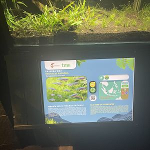 neon blue rasbora signage - dunia air tawar