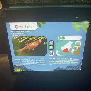 chili rasbora signage - dunia air tawar