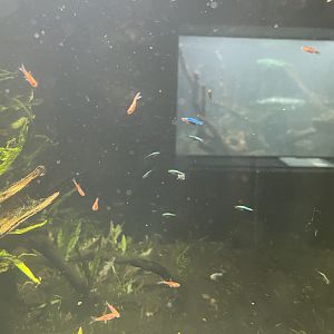 inside the rasbora tank - dunia air tawar