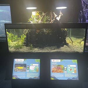 shrimp & crab tank - dunia air tawar