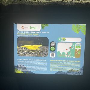 grading yellow shrimp signage - dunia air tawar