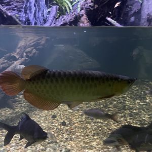 asian arowana (scelopages formosus) - dunia air tawar