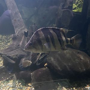 indonesian tigerfish (datnoides microlepis) - dunia air tawar