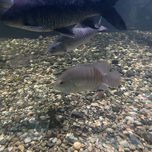 malayan leaffish (pristolepis fasciatus) - dunia air tawar