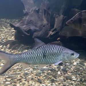 hampala barb (hampala macrolepidota) - dunia air tawar