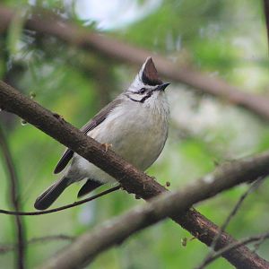 Taiwan Yuhina (Yuhina brunneiceps)