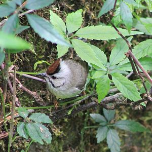 Taiwan Yuhina (Yuhina brunneiceps)