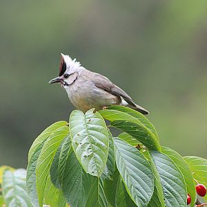 Taiwan Yuhina (Yuhina brunneiceps)