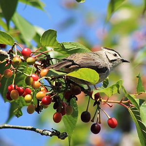 Taiwan Yuhina (Yuhina brunneiceps)