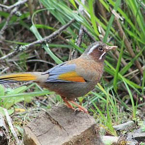 White-whiskered Laughing-Thrush (Trochalopteron morrisonianum)