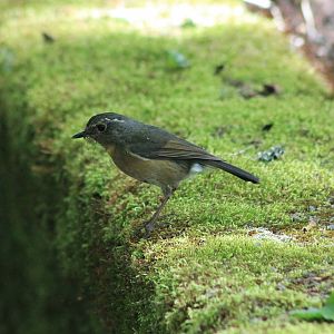 female Collared Bush-Robin (Tarsiger johnstoniae)