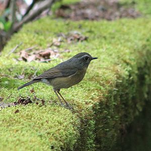 female Collared Bush-Robin (Tarsiger johnstoniae)