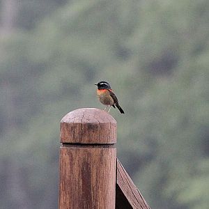 male Collared Bush-Robin (Tarsiger johnstoniae)