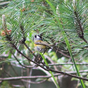 Flamecrest (Regulus goodfellowi)