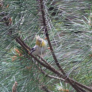 Flamecrest (Regulus goodfellowi)