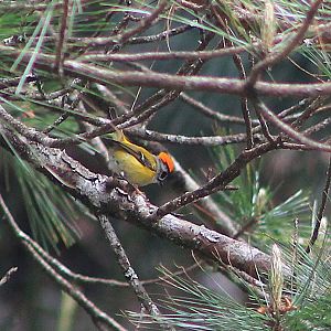 Flamecrest (Regulus goodfellowi)