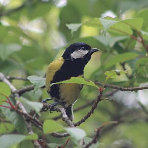 Green-backed Tit (Parus monticolus)