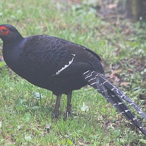 Mikado Pheasant (Syrmaticus mikado)