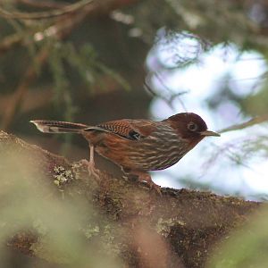 Taiwan Barwing (Actinodura morrisoniana)