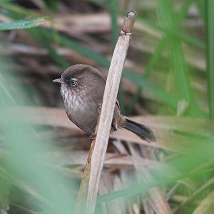 Taiwan Fulvetta (Fulvetta formosana)
