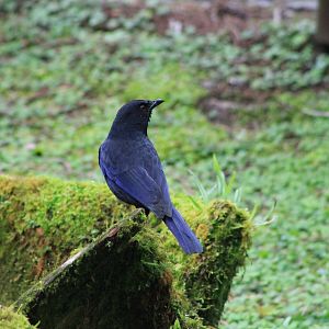 Taiwan Whistling Thrush (Myophonus insularis)