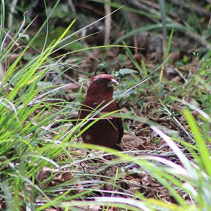male Taiwan Rosefinch (Carpodacus formosanus)