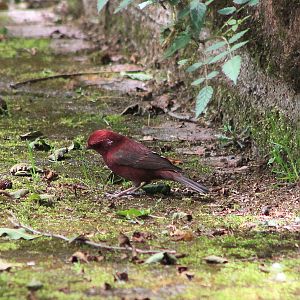 male Taiwan Rosefinch (Carpodacus formosanus)