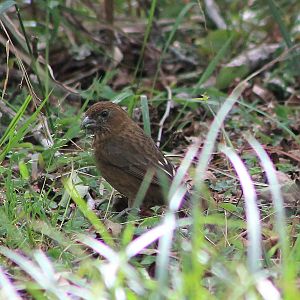 female Taiwan Rosefinch (Carpodacus formosanus)