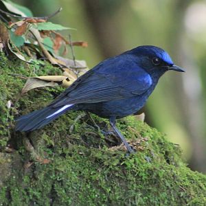 White-tailed Robin (Myiomela leucura)