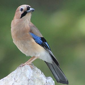 Eurasian Jay (Garrulus glandarius)