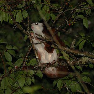 Taiwan Red & White Giant Flying Squirrel (Petaurista lena)