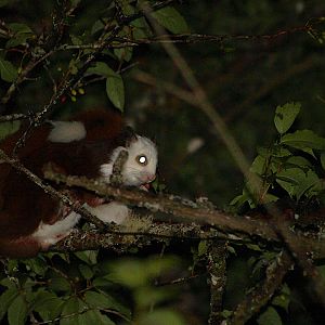 Taiwan Red & White Giant Flying Squirrel (Petaurista lena)