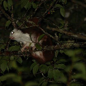 Taiwan Red & White Giant Flying Squirrel (Petaurista lena)