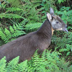 Taiwan Serow (Capricornis swinhoei)