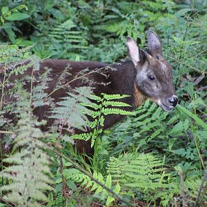 Taiwan Serow (Capricornis swinhoei)