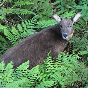 Taiwan Serow (Capricornis swinhoei)