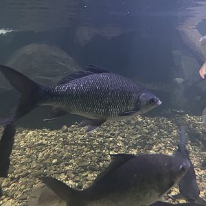 kelabau barb (osteochilus melanopleura) - dunia air tawar