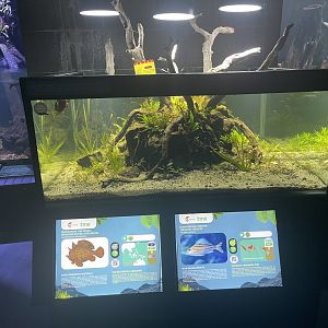 frogfish tank - dunia air tawar