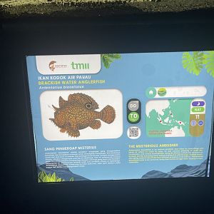 brackish water frogfish signage - dunia air tawar
