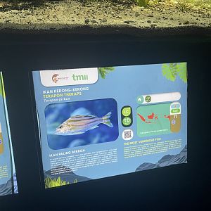 crescent grunter signage - dunia air tawar