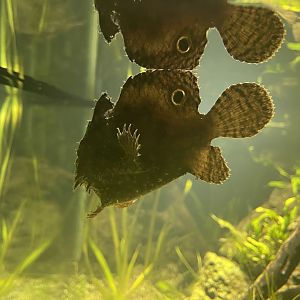 brackish water frogfish (antennarius biocellatus) - dunia air tawar