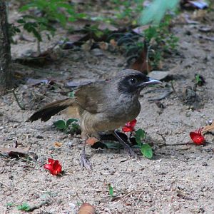 Masked Laughing Thrush (Pterorhinus perspicillatus)