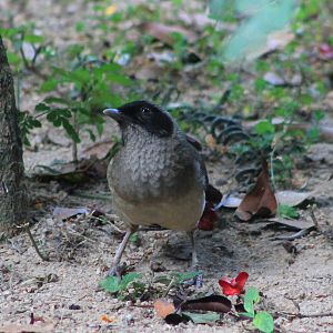 Masked Laughing Thrush (Pterorhinus perspicillatus)