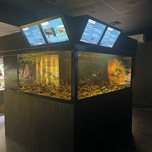 electric eel tank - dunia air tawar